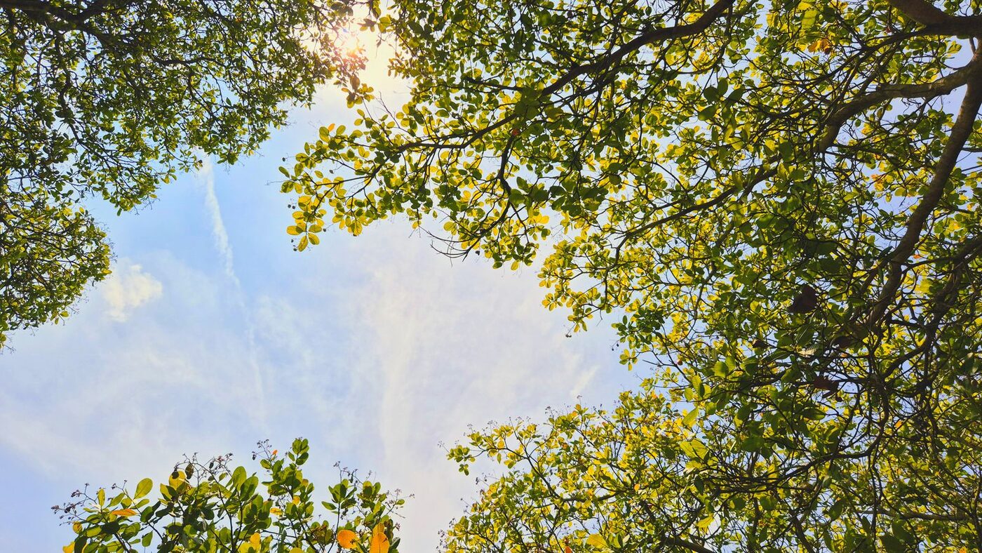 Crown Lifting - BP Tree & Landscaping Services