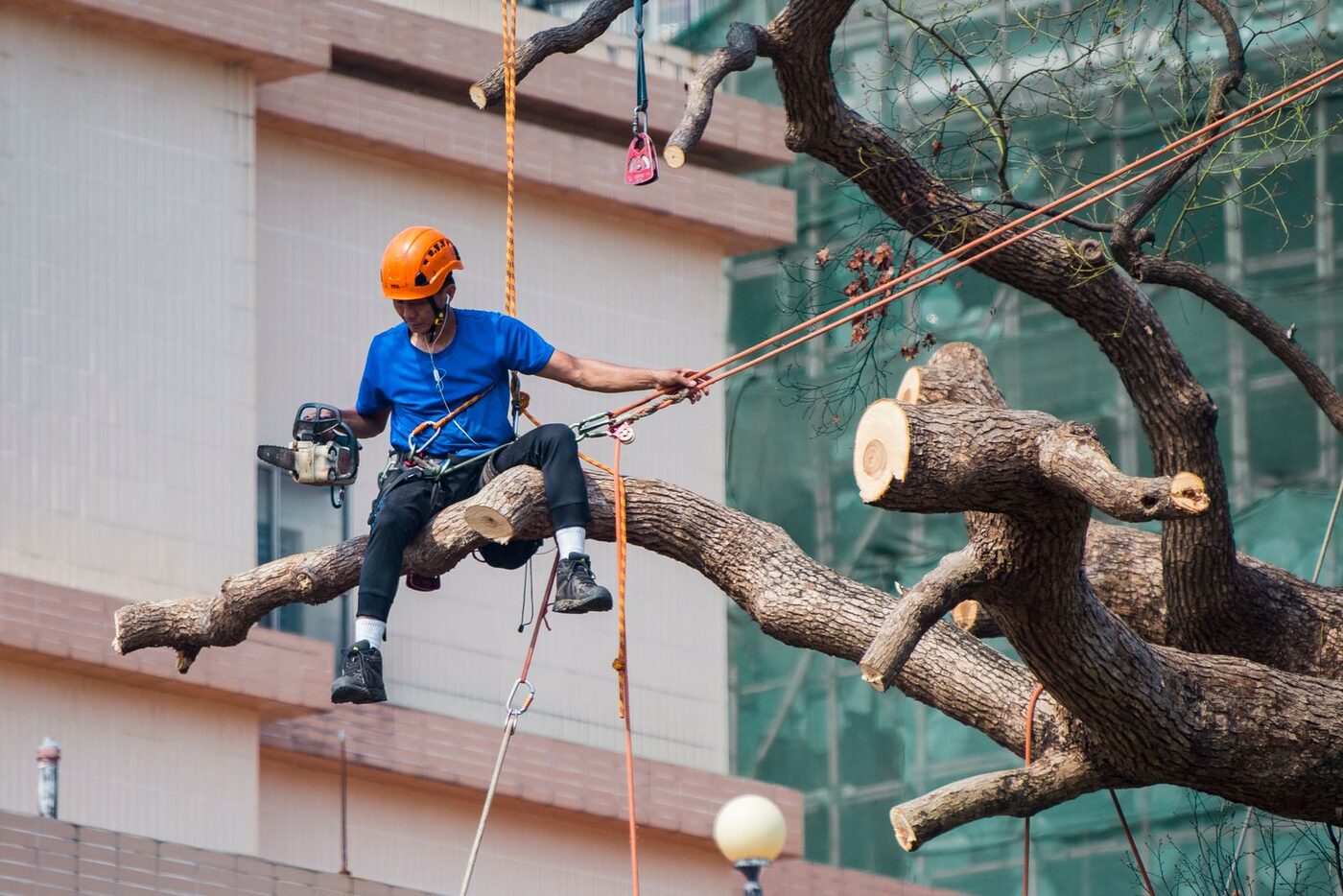 Crown Reduction & Shaping - BP Tree & Landscaping Services