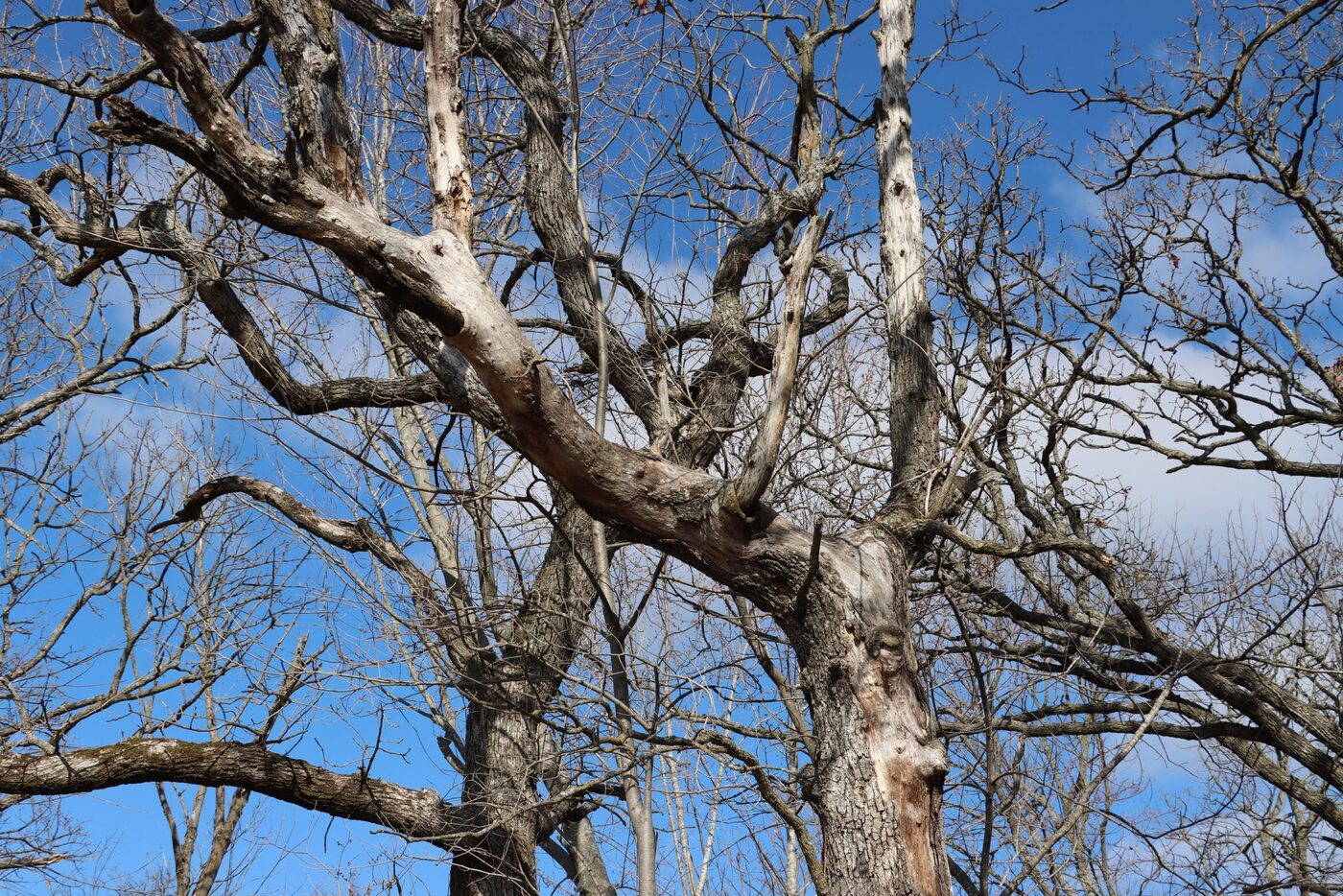 Dead Wooding thumbnail 5