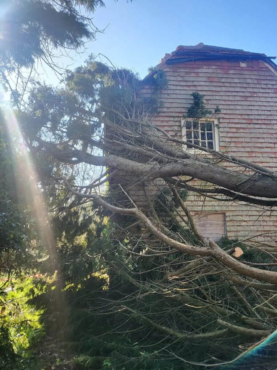 Emergency Tree Work - BP Tree & Landscaping Services