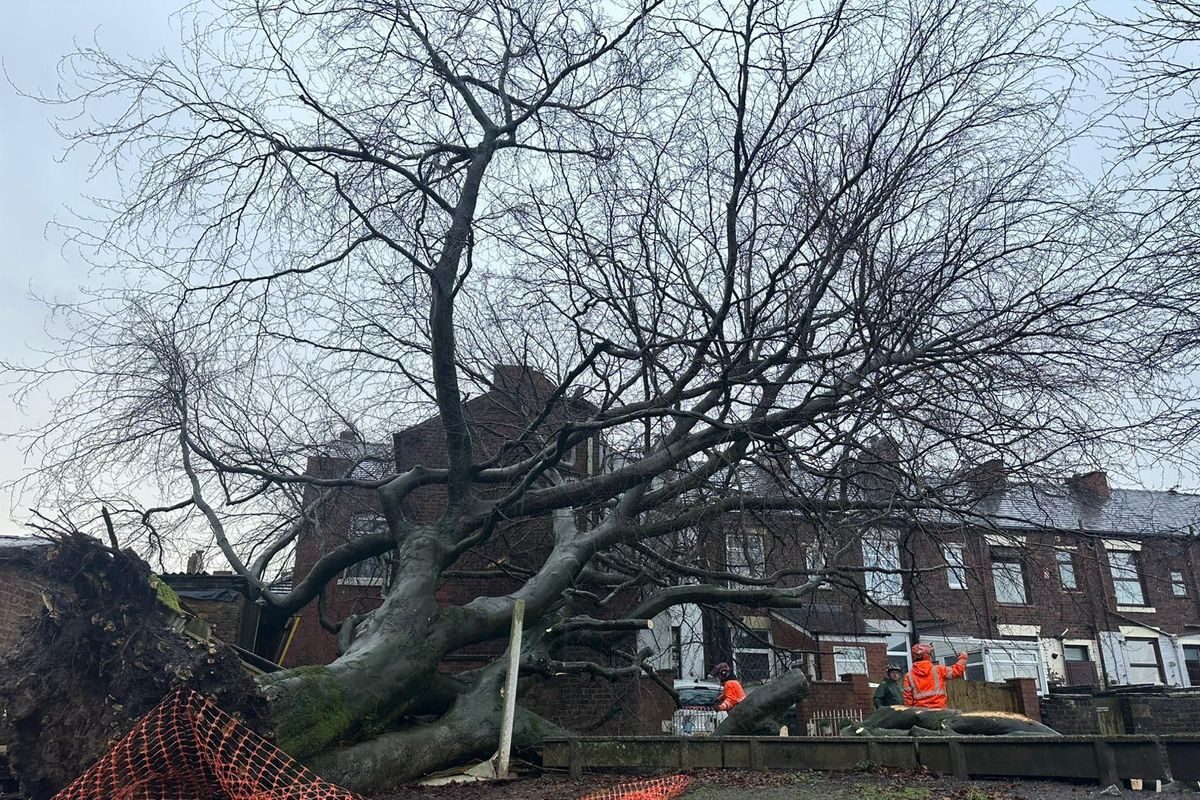 Emergency Tree Work thumbnail 2