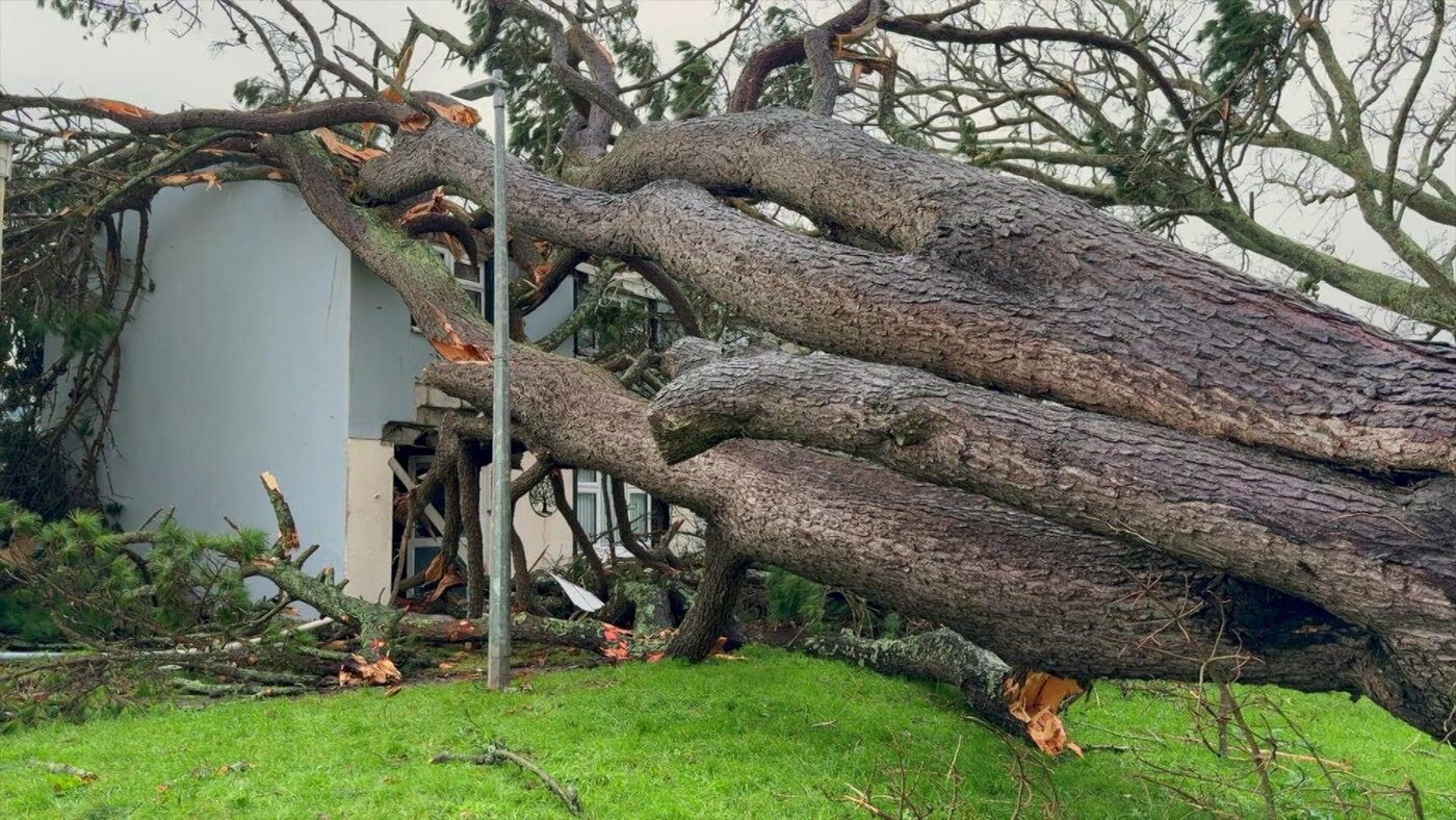 Emergency Tree Work thumbnail 3