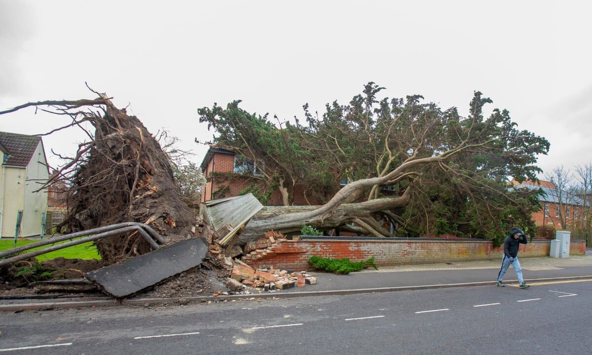 Emergency Tree Work thumbnail 4