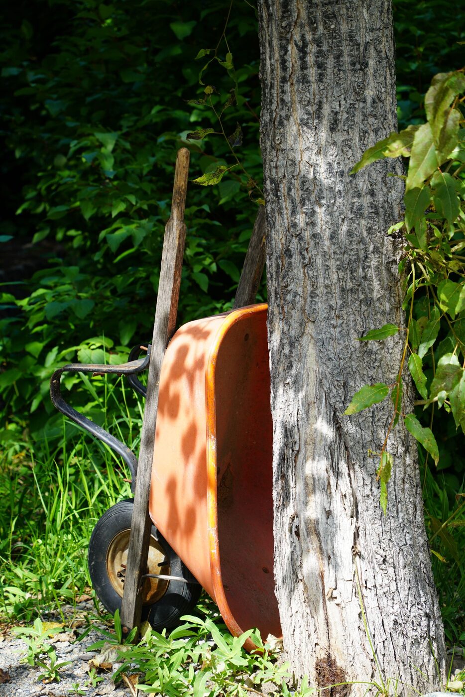 Garden Clearance thumbnail 3
