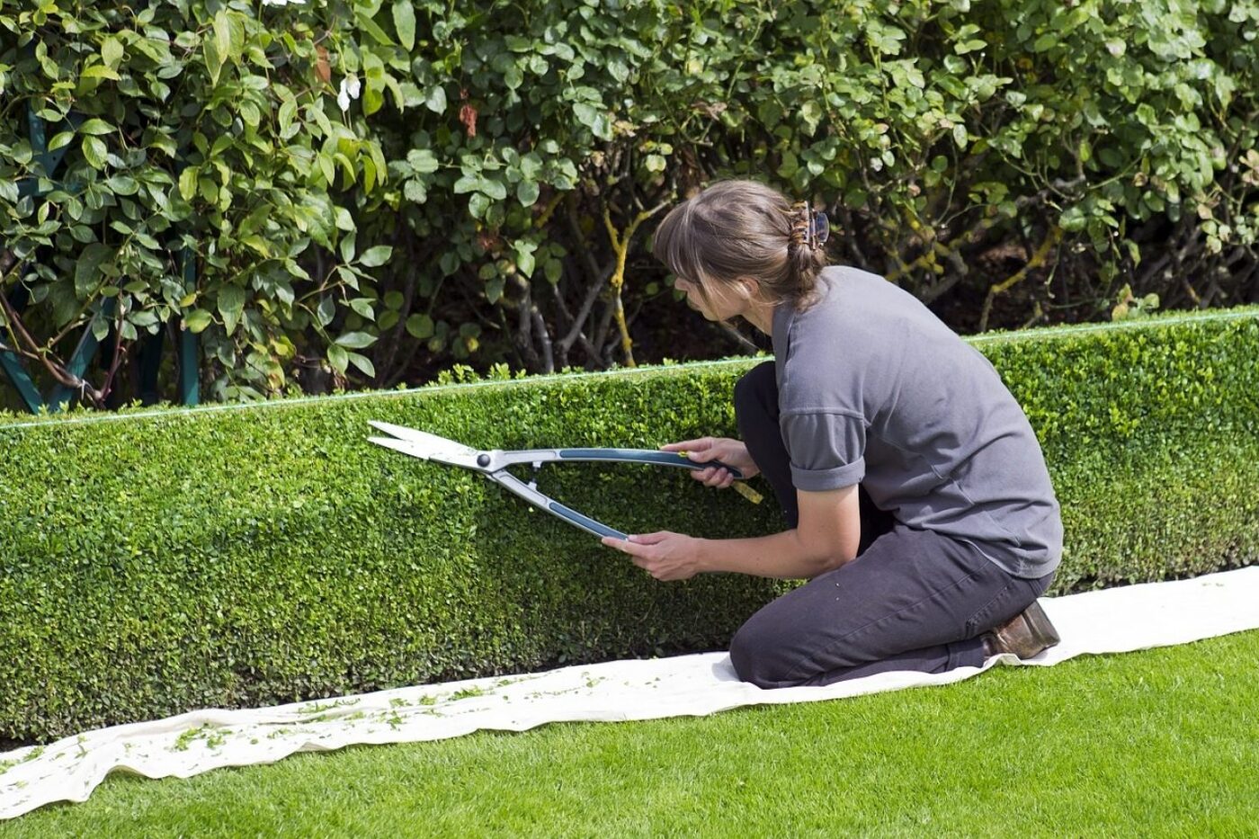 Hedge Trimming & Shaping thumbnail 2