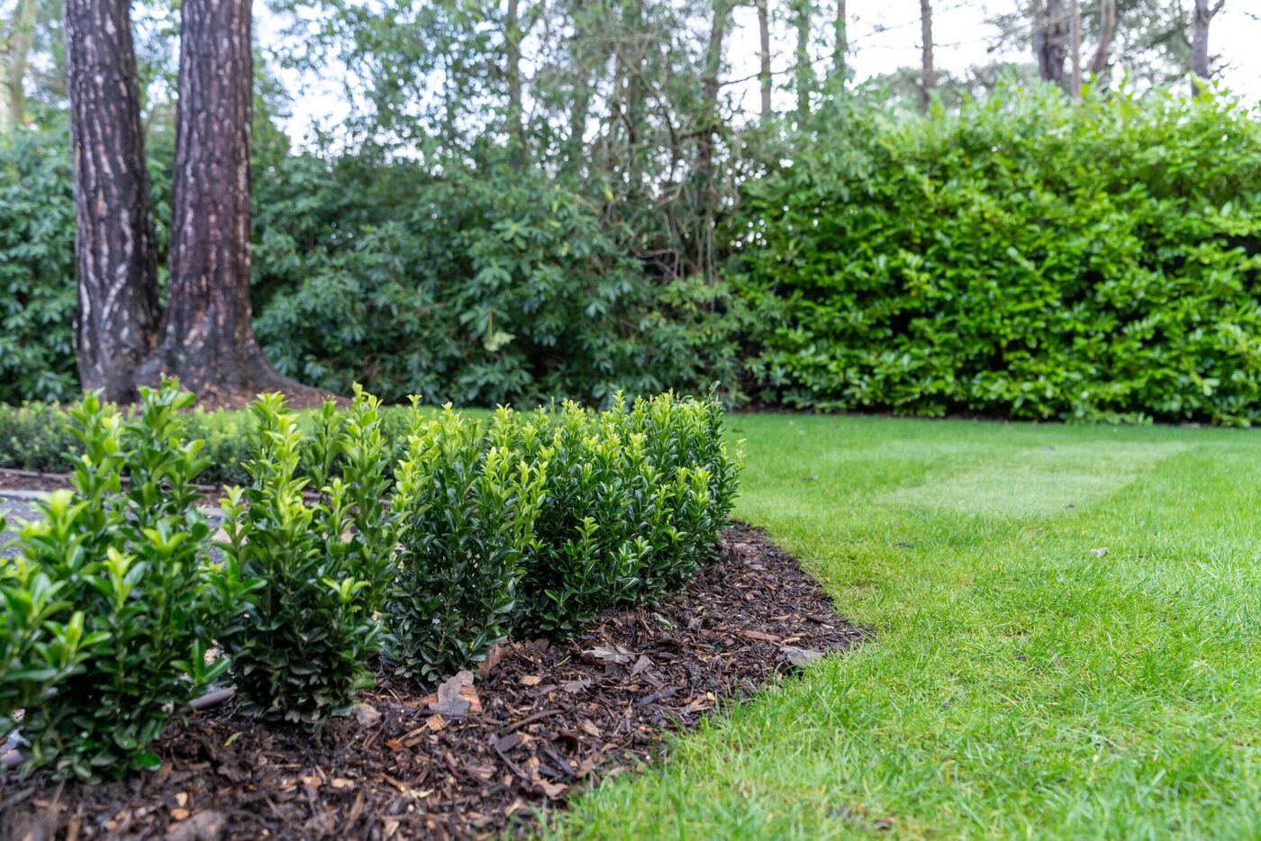 Hedge Trimming & Shaping thumbnail 3