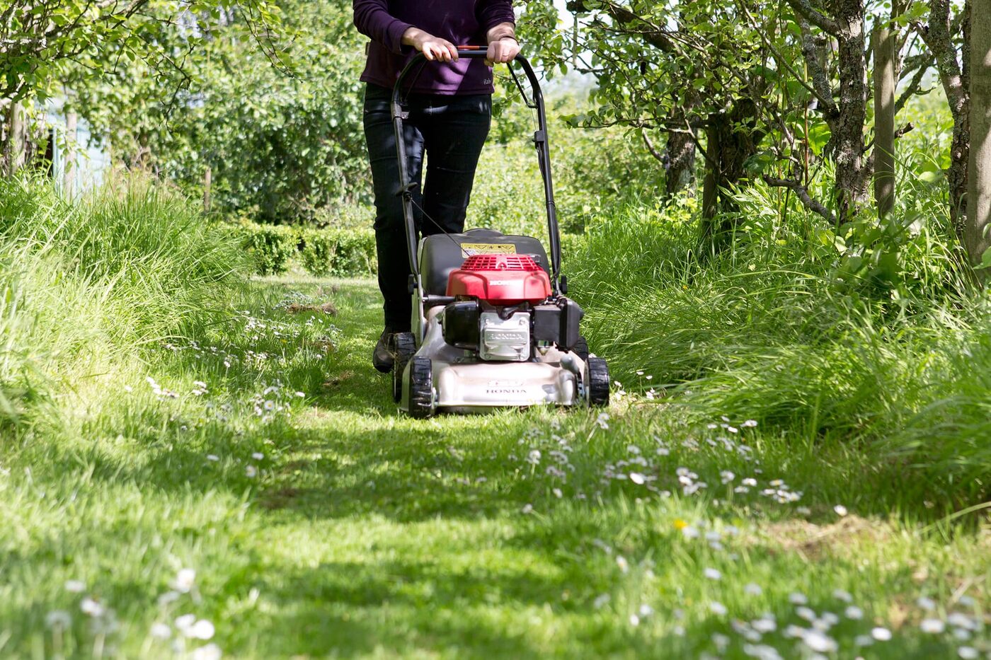 Lawn Care & Maintenance thumbnail 5