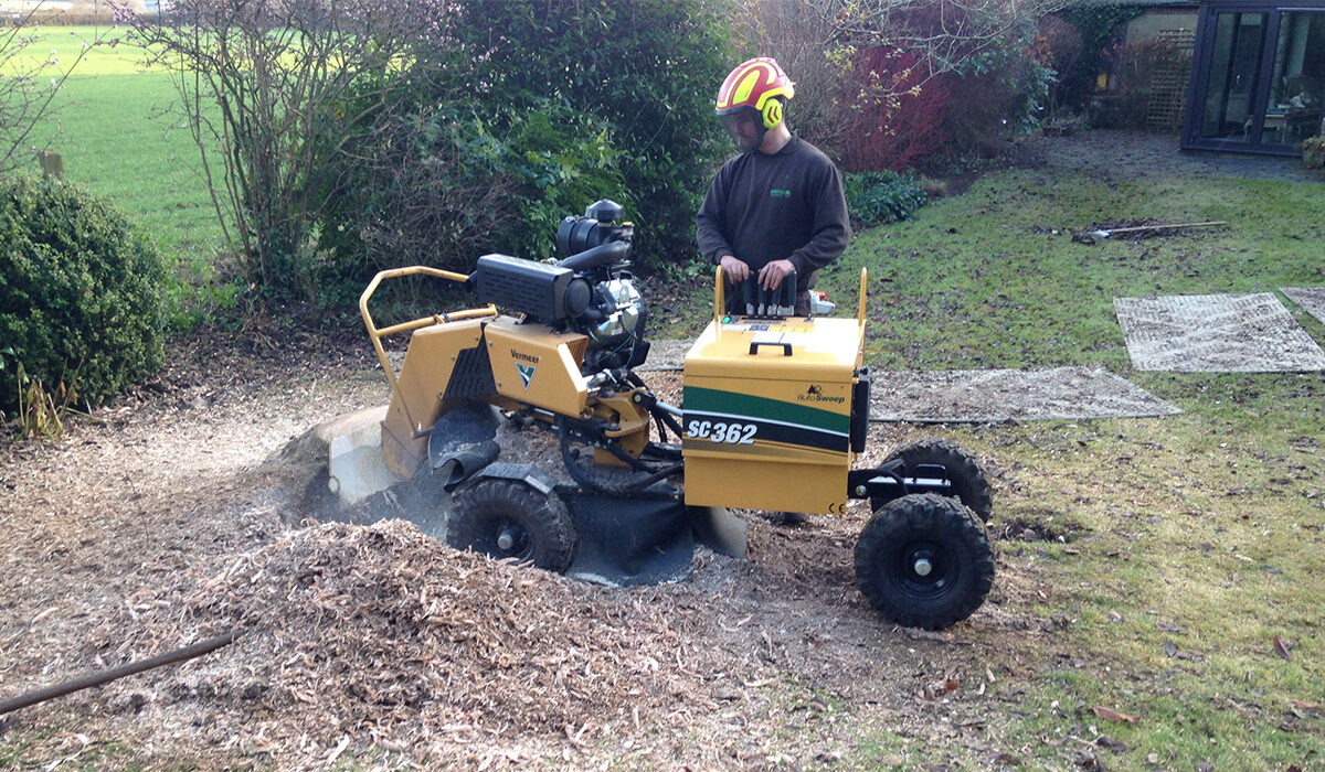 Stump Grinding & Removal thumbnail 3