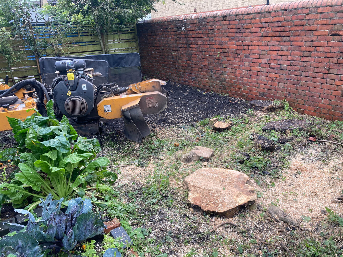 Stump Grinding & Removal thumbnail 5