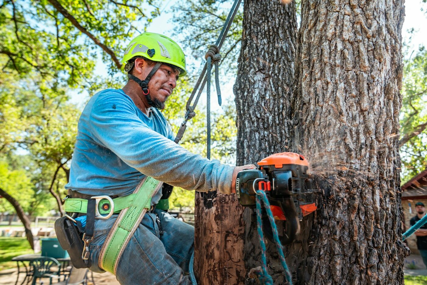 Tree Felling - BP Tree & Landscaping Services