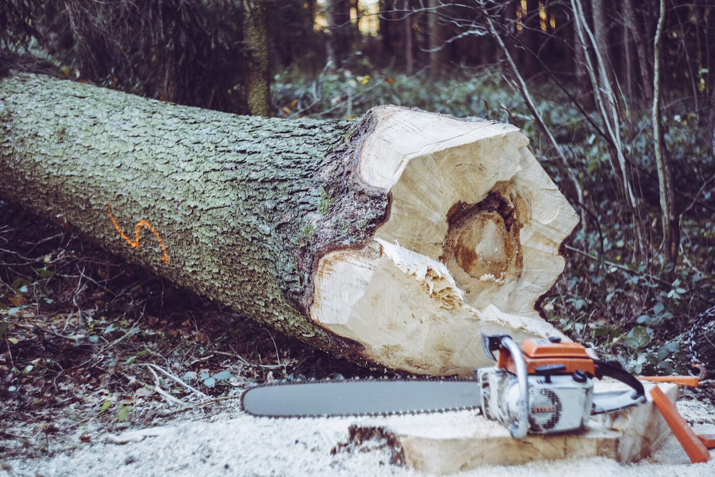 Tree Felling thumbnail 2