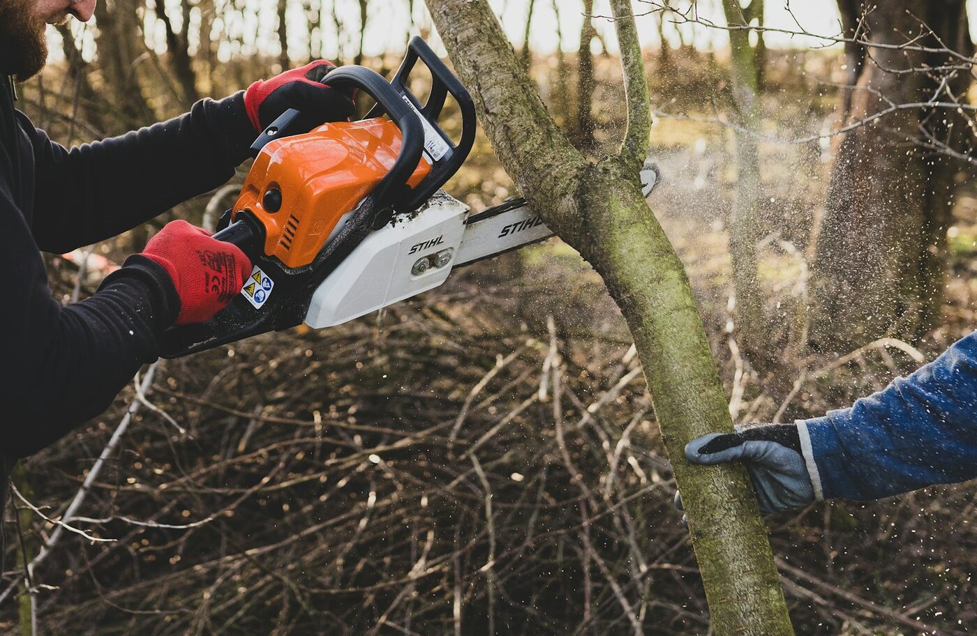 Tree Felling thumbnail 3