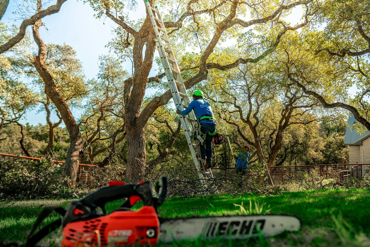 Tree Felling thumbnail 4