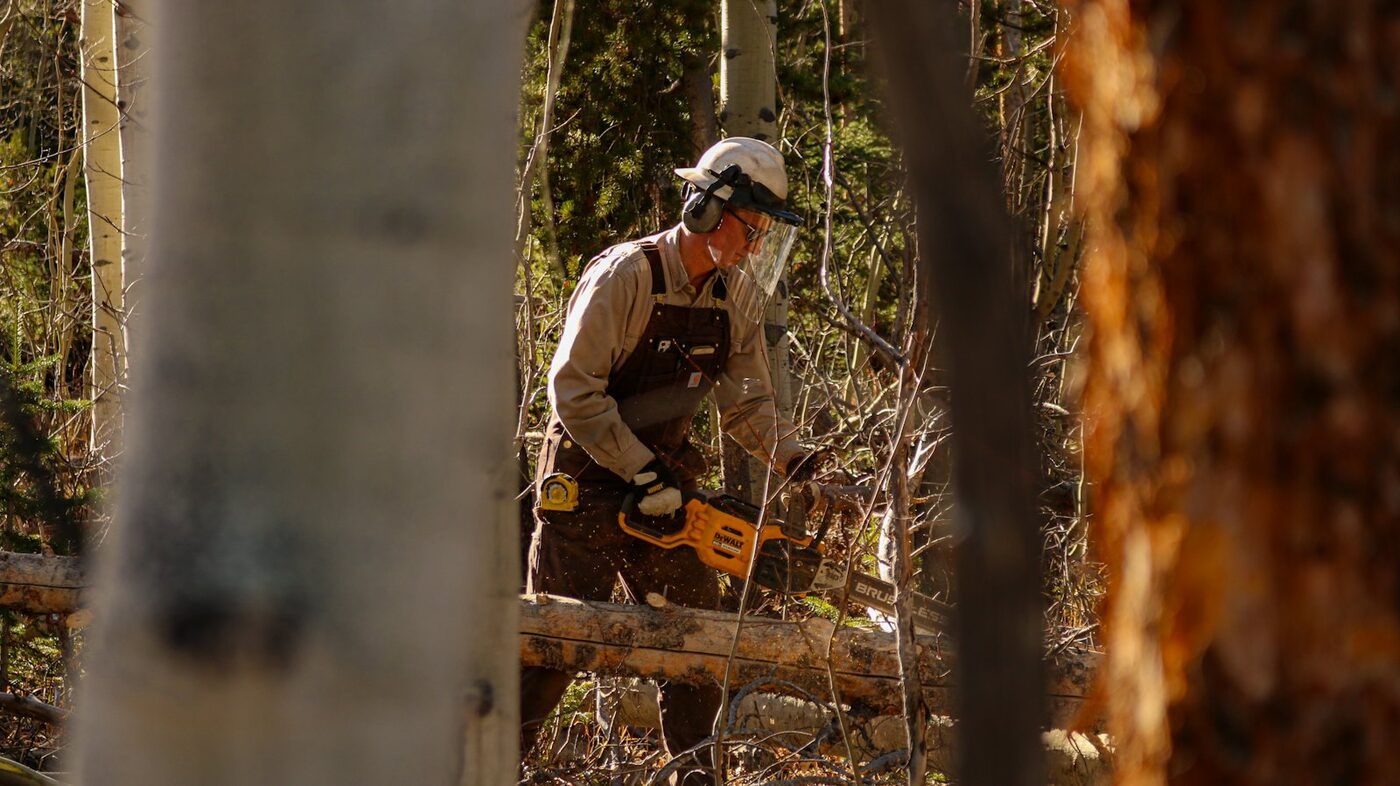 Tree Felling thumbnail 5
