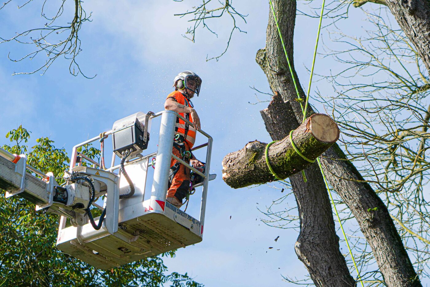 Tree Felling thumbnail 6