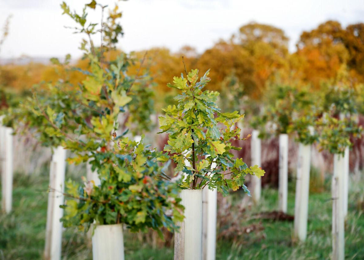 Tree Planting - BP Tree & Landscaping Services