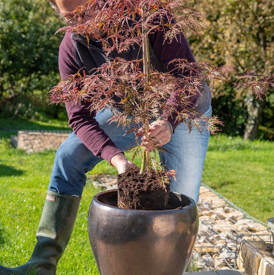 Tree Planting thumbnail 2