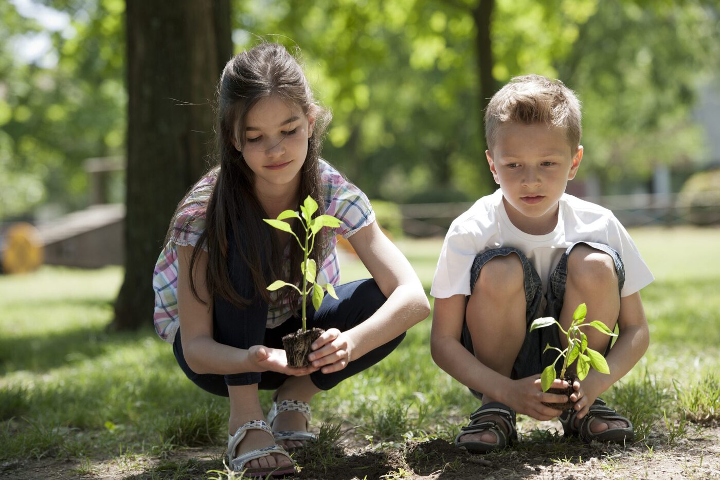 Tree Planting thumbnail 3