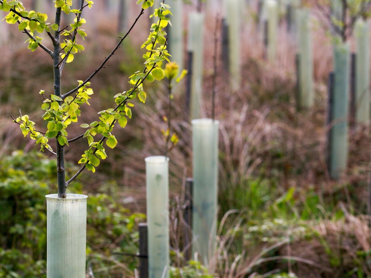 Tree Planting thumbnail 5